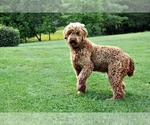 Small Photo #1 Labradoodle Puppy For Sale in ADOLPHUS, KY, USA