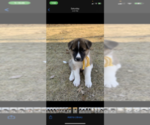 Puppy 4 Akita