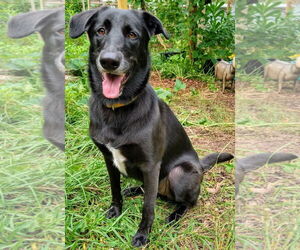 Ursa - F - Female Labrador Retriever-Unknown Mix Dog for Adoption - Photo #7