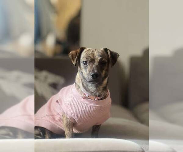 Medium Photo #2 Chiweenie Puppy For Sale in pomfret, CT, USA