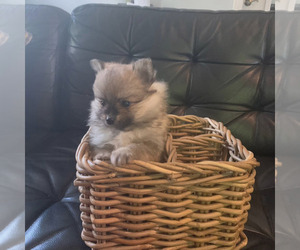 Pomeranian Puppy for sale in BLOOMINGDALE, NJ, USA