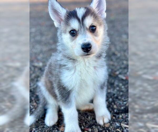 Medium Photo #1 Siberian Husky Puppy For Sale in Fremont, CA, USA