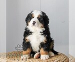 Small #2 Bernese Mountain Dog