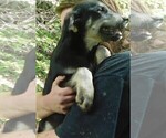 Small Photo #39 Golden Labrador Puppy For Sale in IDAHO SPRINGS, CO, USA