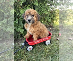 Mini Whoodle (Wheaten Terrier/Miniature Poodle) Puppy for Sale in MIDDLEBURY, Indiana USA