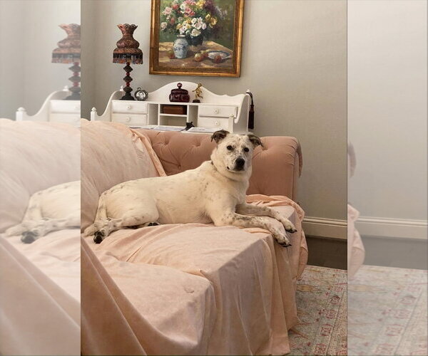 Medium Photo #5 Mutt Puppy For Sale in Rosenberg, TX, USA
