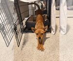 Small #3 Chihuahua