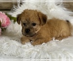 Small #2 Morkie