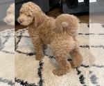 Small #1 Poodle (Standard)-Pyredoodle Mix