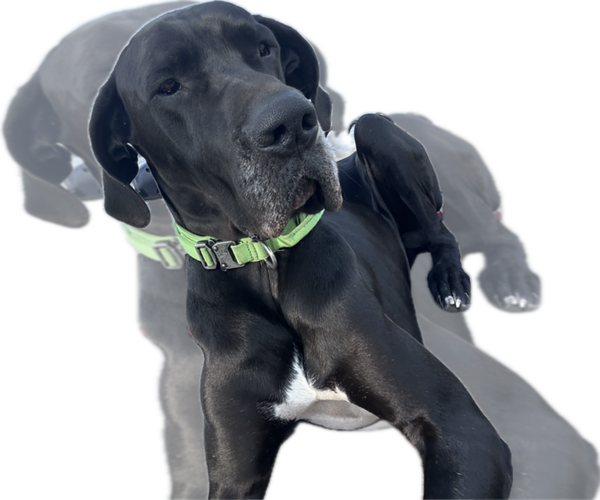Medium Photo #1 Great Dane Puppy For Sale in WILLIS, TX, USA
