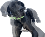 Small Photo #1 Great Dane Puppy For Sale in WILLIS, TX, USA