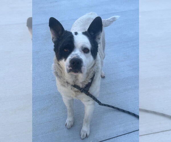 Medium Photo #1 Mutt Puppy For Sale in Tarboro, NC, USA