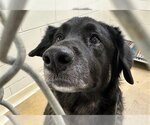 TAYLOR SNIFF - Female Siberian Husky-Unknown Mix Dog for Adoption - Small photo