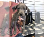 Small American Pit Bull Terrier-Labrador Retriever Mix