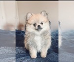 Small Photo #6 Pomeranian Puppy For Sale in OAKWOOD, GA, USA