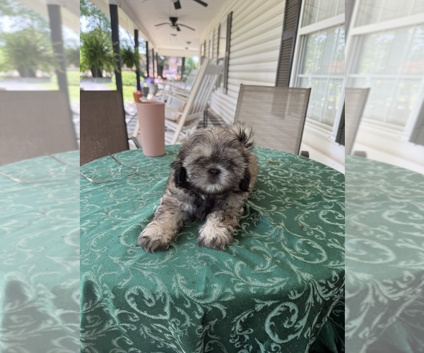 Medium Photo #2 Shih Tzu Puppy For Sale in CANTONMENT, FL, USA