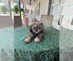 Small #1 Shih Tzu