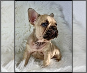 French Bulldog Puppy for sale in OJAI, CA, USA