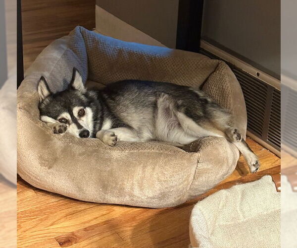 Medium Photo #3 Mutt Puppy For Sale in Minneapolis, MN, USA