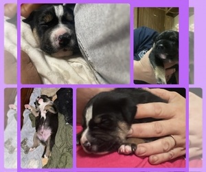 German Shepherd Dog-Siberian Husky Mix Puppy for sale in BYRON, GA, USA