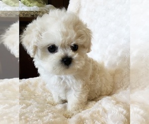 Father of the Maltese puppies born on 04/11/2021