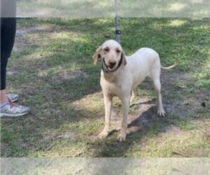 Goldendoodle Puppy for sale in LAKELAND, FL, USA