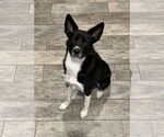 Small Border Collie Mix