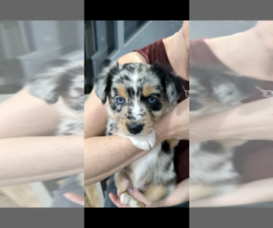 Miniature Australian Shepherd Puppy for sale in MENIFEE, CA, USA