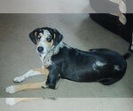 Small Coonhound Mix