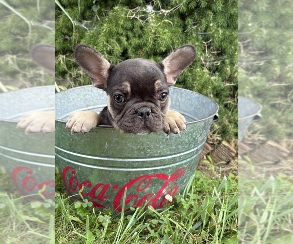 Medium Photo #3 French Bulldog Puppy For Sale in MIDDLEBURY, IN, USA