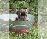 Small Photo #3 French Bulldog Puppy For Sale in MIDDLEBURY, IN, USA