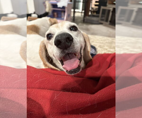 Medium Photo #6 Beagle-Unknown Mix Puppy For Sale in Mount Pleasant, SC, USA