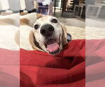 Small #5 Beagle Mix