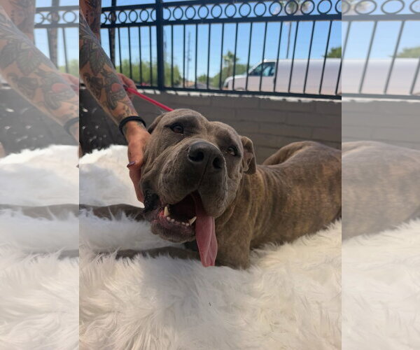 Medium Photo #3 Mutt Puppy For Sale in Goodyear, AZ, USA