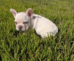 Small #6 French Bulldog