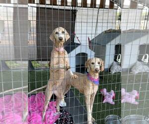 Golden Retriever-Unknown Mix Dogs for adoption in Turlock, CA, USA
