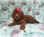 Small #6 Goldendoodle (Miniature)