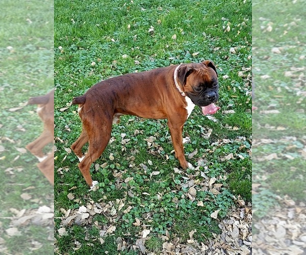 Medium Photo #1 Boxer Puppy For Sale in GOLDFIELD, IA, USA