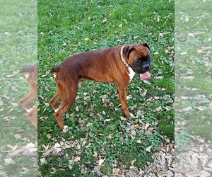Father of the Boxer puppies born on 06/18/2025