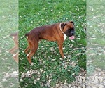 Small Photo #1 Boxer Puppy For Sale in GOLDFIELD, IA, USA