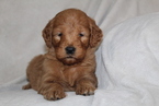 Small Photo #4 Goldendoodle Puppy For Sale in FRESNO, OH, USA