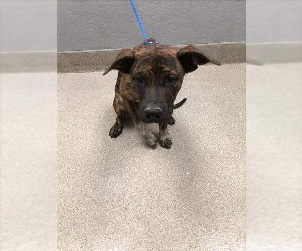 Medium Photo #1 Bullmastiff-Unknown Mix Puppy For Sale in Las Vegas, NV, USA