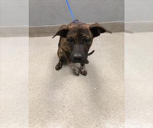 Bullmastiff-Unknown Mix Dogs for adoption in Las Vegas, NV, USA