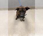 Small Bullmastiff Mix