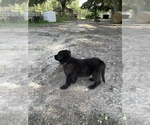 Small Photo #3 German Shepherd Dog Puppy For Sale in POLK CITY, FL, USA
