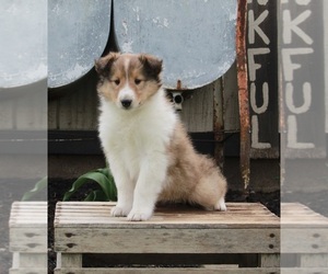 Collie Puppy for sale in FREDERICKSBURG, OH, USA