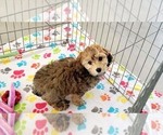 Small #5 Cockapoo-Poodle (Miniature) Mix