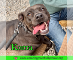 Small #1 American Pit Bull Terrier Mix