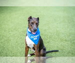 Small #3 Doberman Pinscher Mix