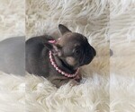 Small Photo #4 French Bulldog Puppy For Sale in MONTEBELLO, CA, USA